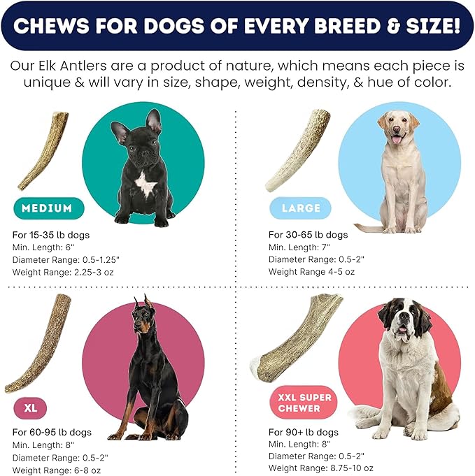 Onward Hound Elk Antlers for Dogs, 7"+ Large 1-Pack, Grade A Long Lasting Chew for Aggressive Chewers, Premium USA Naturally Shed Antler - Healthy, No Odor, Durable Dog Chew for 30-65lb Breeds