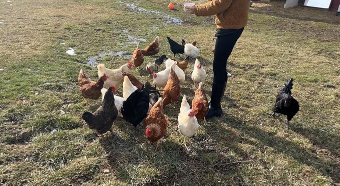 Bulk Dried Mealworms 5Lb Bag -Premium Non-GMO Dried Mealworms for Chicken, Nutritious High Protein - 100% Natural Mealworms for Laying Hens, Birds, Ducks, Chicken Feed