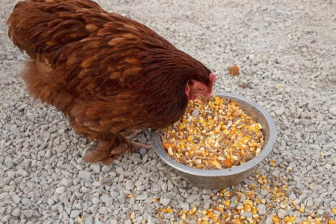 Pampered Chicken Mama Non-GMO Mealworm, Corn, Flax, & Herb Treat for Backyard Chickens, Healthy Layer Feed & Supplies for Pet Chickens Poultry Queen Treat for Hens (3 pounds)