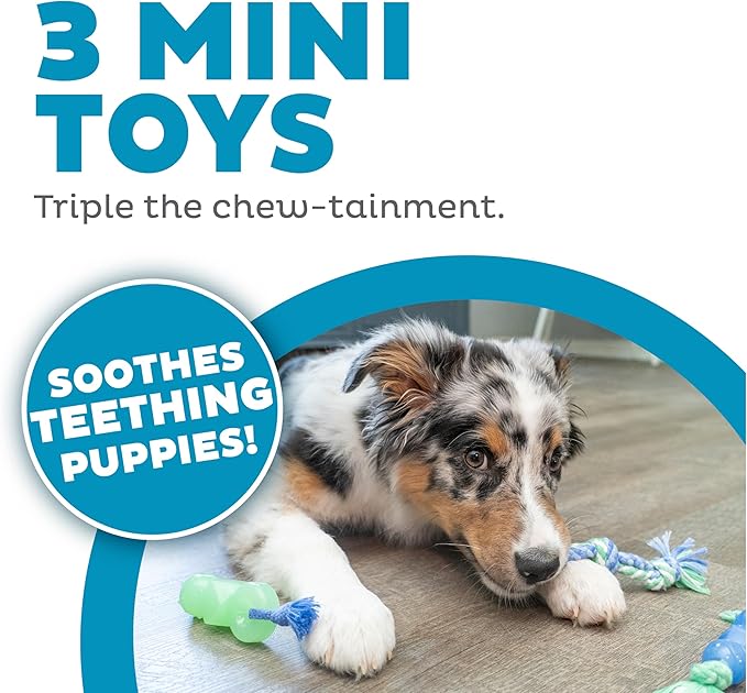 Outward Hound Mini Dentachew Dental Dog Chew Toy - 3 Pack - Great Size for Small Dogs and Puppies