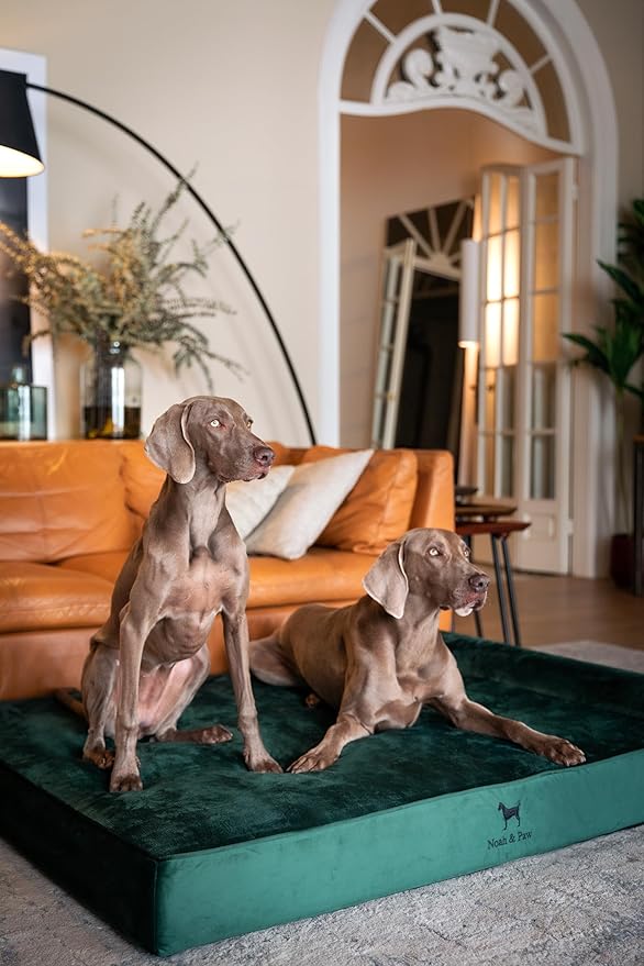 NOAH & PAW Giant Dog Bed XXL 55x45x9.5 Inch, Orthopedic Dog Beds, Eggshell Memory Foam Infused with Cooling Gel, Waterproof, Machine Washable, Includes Inner Cover (Velvet Collection)