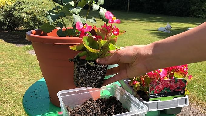 Premium Begonia Plant Soil Mix by Gardenera - Stimulate Growth and Elevate Flower Color with Nourishing Formula - 5 Quart