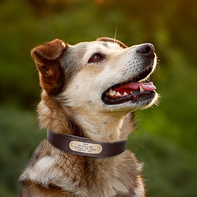 Didog Genuine Leather Dog Collars with Engraved Nameplate, Personalized Soft Leather Dog Collar with Custom ID Tag, Brown/Green/Red for Medium Large Dogs (XL,Brown)