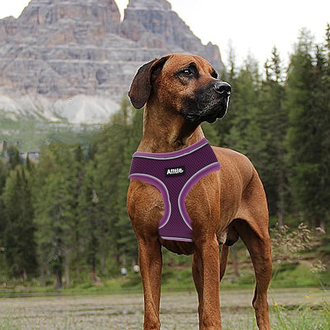 AIITLE Reflective Dachshund Harness, Soft No-Pull Design, Breathable 3-Layer Mesh for Medium Dogs, Adjustable Fit for Hiking, Training – Fits Pugs, Bichon Frise (XL, Purple)
