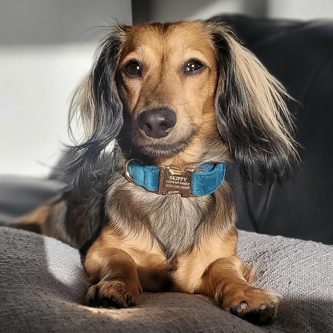 PETDURO Personalized Dog Collar Teal Soft Velvet for Large Medium Small Boy Girl Dog - Custom Collar with Name Phone Number Engraved on Gold Metal Buckle - Add Matching Leash Bow Set via Customize Now