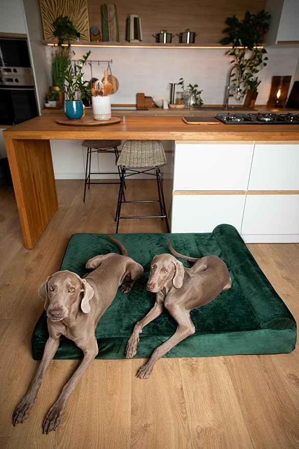 NOAH & PAW Giant Dog Bed XXL 55x45x9.5 Inch, Orthopedic Dog Beds, Eggshell Memory Foam Infused with Cooling Gel, Waterproof, Machine Washable, Includes Inner Cover (Velvet Collection)