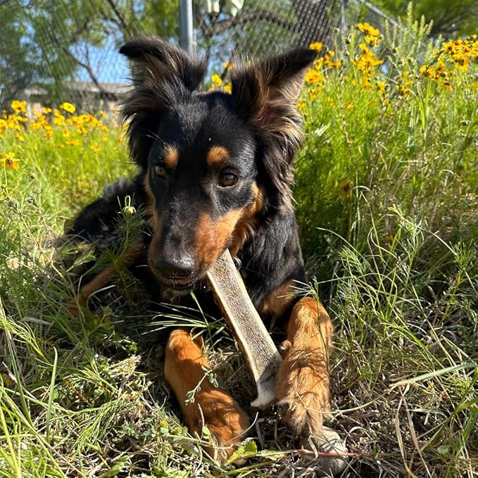 WhiteTail Naturals - Split Antlers for Large Dogs - (2 Pack- Large) - Naturally Shed, Long Lasting Dog Antler Horn - Tough Chew Bones for Aggressive Chewers