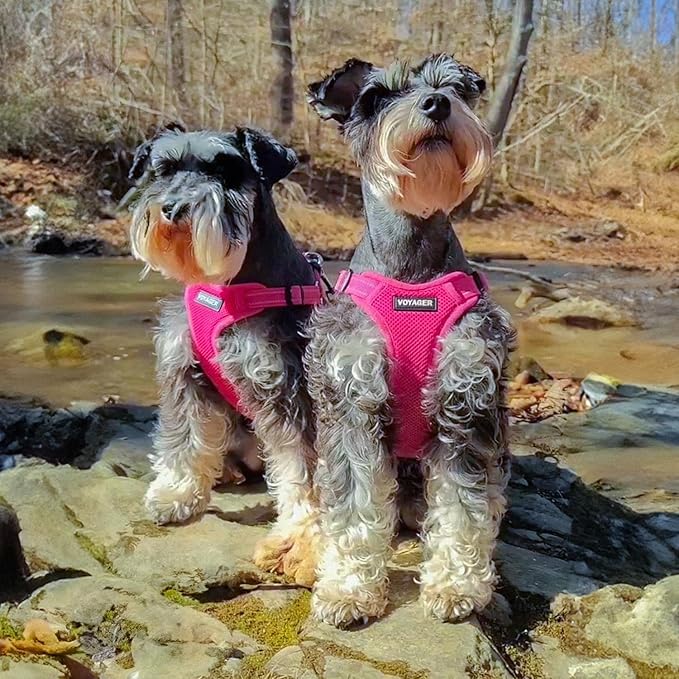 Best Pet Supplies Voyager Mesh Dog Breathable Harness Reflective Stitching, All Weather Adjustable for Walking Training, or Running - Heavy Duty & Durable, Harness (Fuchsia), XL