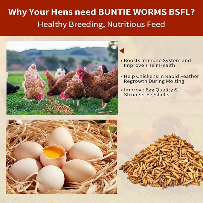 Dried Black Soldier Fly Larvae 10LB, 100% Natural Non-GMO, No Additives, Treat for Chickens, Reptiles and Birds, More Calcium Than Mealworms