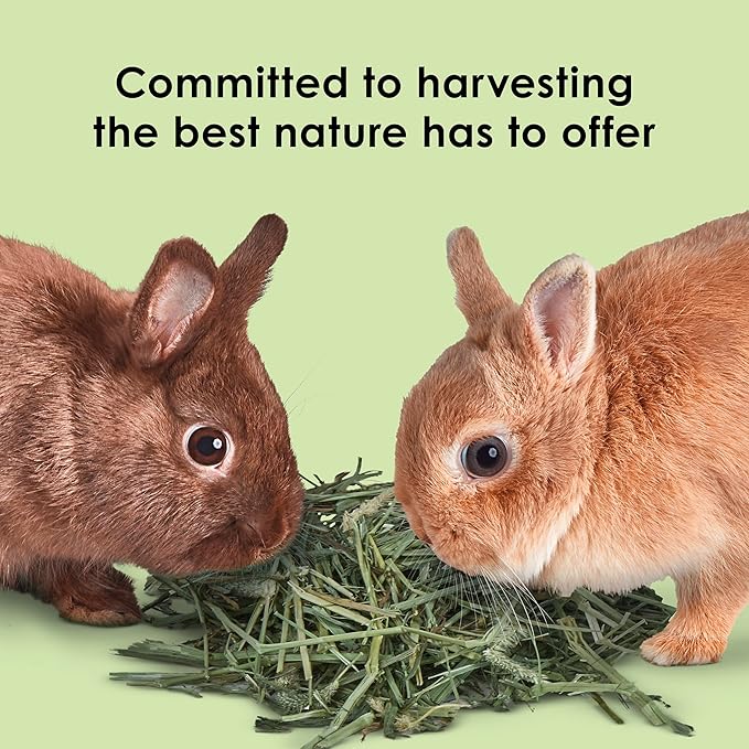Kaytee All Natural Timothy Hay for Guinea Pigs, Rabbits & Other Small Animals, 6 Pound