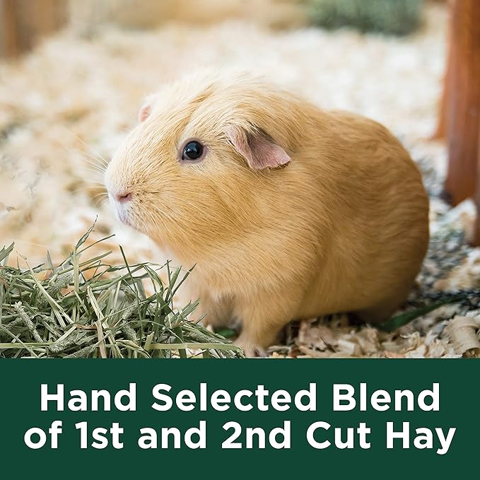 Kaytee All Natural Timothy Hay Plus Mint for Guinea Pigs, Rabbits & Other Small Animals, 24 Ounce