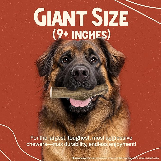 Heartland Elk Antlers for Dogs - Daily Dental Care Chews for Aggressive Chewers to Reduce Plaque & Prevent Destructive Behavior (Whole, Splinter Free, 9+", Giant, 1-Pack, Grade A, USA Made)