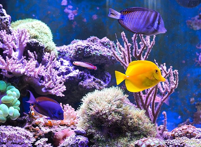 Aquatic Foods Inc. Brine Shrimp & Tubifex Freeze Dried Cube Mix, for Marine Fish, All Tropical Fish, Cichlids, Discus, Tetras, Goldfish, Angel Fish, Catfish, Ponds…3-lbs