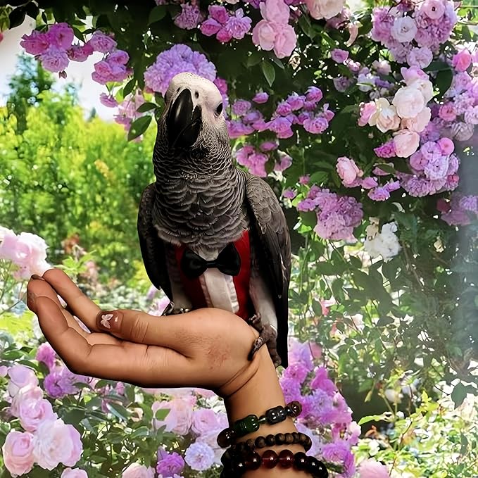 Bird Diapers Bird Harness Tuxedo Flight Suits with 80in Flying Leash Parrot Nappy with Waterproof Inner Layer Urine Wet Suite for Cockatiel Conure Parakeet Macaw Budgie-Red,M