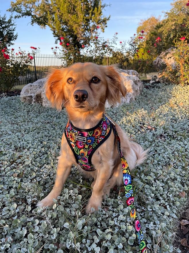 Lucky Love Dog, Soft Reversible Harness Vests, Vivid Floral Dog Vest Harness for Small Female Dogs, Stylish Dog Accessory, (Blackbird, Small)