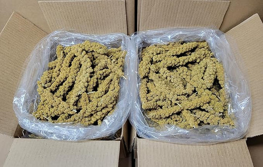 Spray Millet Heads (No Stems Only Edible Tops) 10 lbs. (two-5lb Bags)