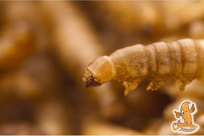 Chubby Mealworms 66Lbs Bulk Dried Mealworms High Protein Treat for Chickens, Ducks, Birds and Much More