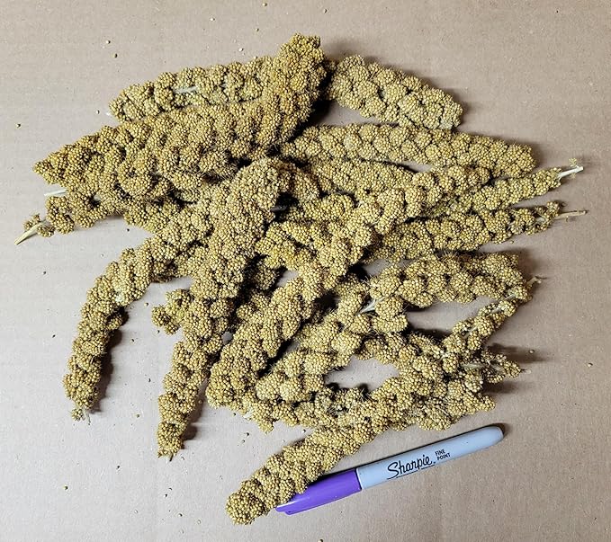 Spray Millet Heads (No Stems Only Edible Tops) 10 lbs. (two-5lb Bags)