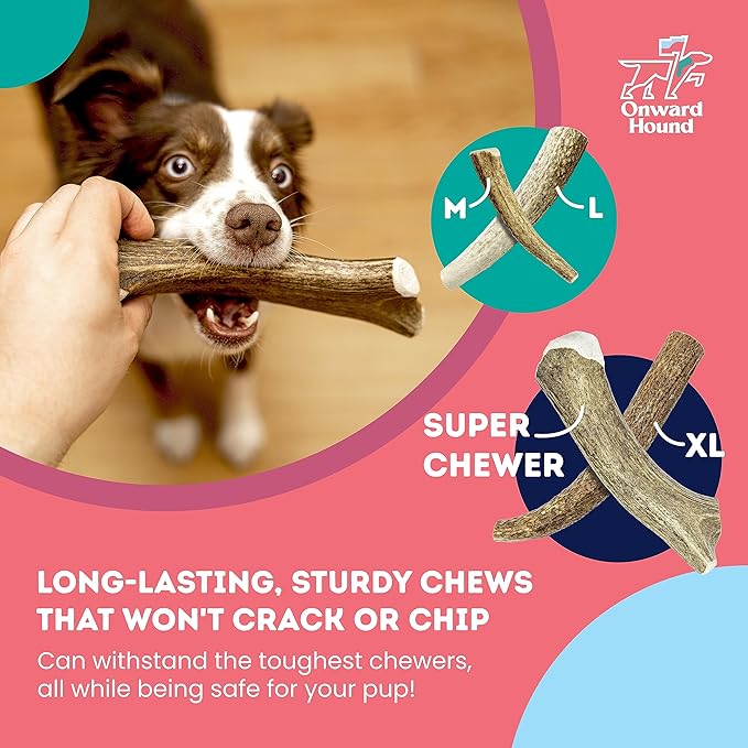 Onward Hound Elk Antlers for Dogs, 8"+ XL 1-Pack, Grade A Long Lasting Chew for Aggressive Chewers, Premium USA Naturally Shed Antler - Healthy, No Odor, Durable Dog Chew for 60-95lb Breeds