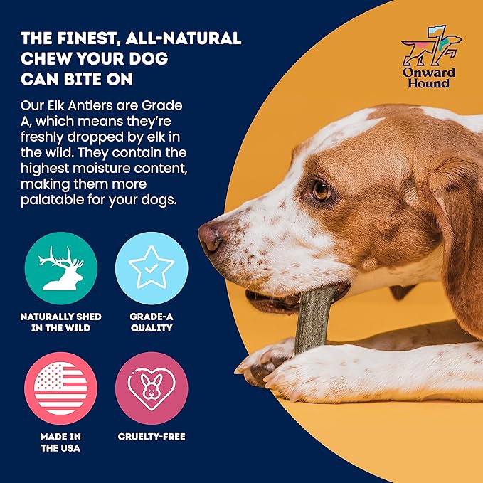 Onward Hound Elk Antlers for Dogs, 6"+ Medium 1-Pack, Grade A Long Lasting Chew for Aggressive Chewers, Premium USA Naturally Shed Antler - Healthy, No Odor, Durable Dog Chew for 15-35lb Breeds