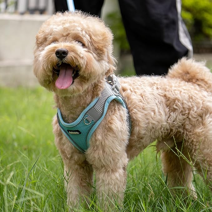 AIITLE Escape Proof Dog Harness - Step in Adjustable Dog Harness No Choke Over with Breathable Mesh and Quick-Release Buckle for Summer- Outdoor Walking, Camping, Training for Medium Dogs Blue XL