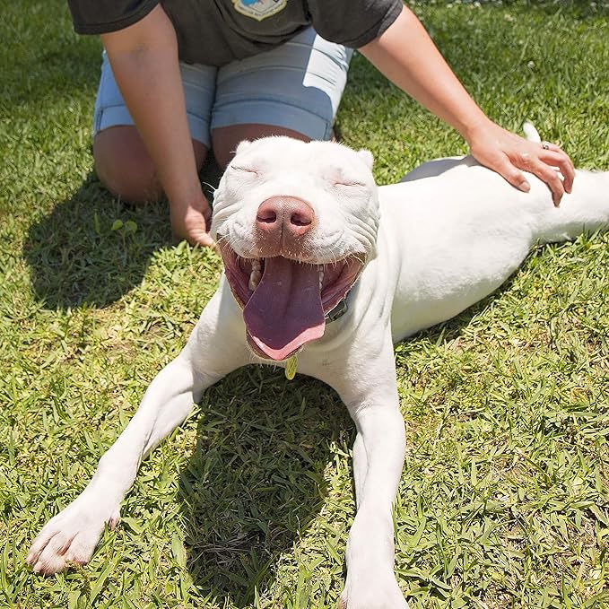Petpost | Dog Whitening Shampoo with Coconut Oil & Aloe. Brightens White & Light Coats, Moisturizes Skin. Watermelon Scent. 8 oz